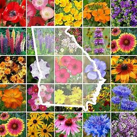 Eden Brothers Georgia Wildflower Mixed Seeds For Planting, 1/4 Lb, 120,000+ Seeds With Cornflower, Cosmos, African Daisy | Attracts Pollinators,