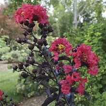 Lagerstroemia Center Stage Red