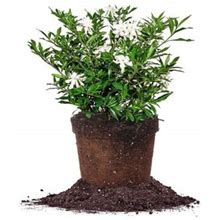 Perfect Plants Frost Proof Gardenia Shrub In 3 Gal. Grower's Pot