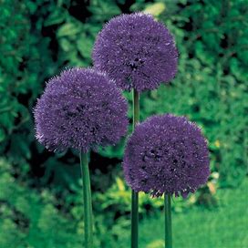 Persian Blue Allium - 5 Per Package | Blue | Allium Aflatunense 'Purple Sensation' | Zone 3-8 | Fall Planting | Fall-Planted Bulbs
