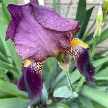 Aris Purple German Iris 5 Plants With Roots - New Garden & Outdoor | Color: Purple