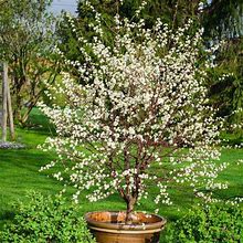 Romeo Dwarf Cherry Tree | Zone 2-7 | White | 6 - 8 Feet | Full Sun