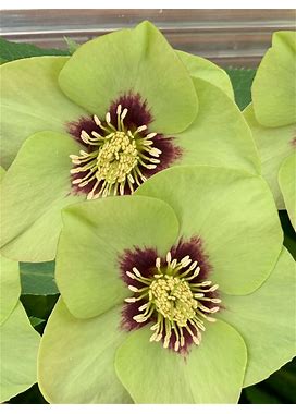 Helleborus Irish Luck Perennial Plant By Bluestone Perennials