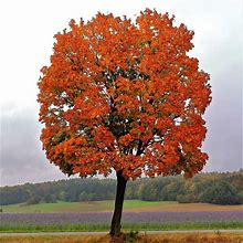 Red Maple Tree - 4-5 Feet Bareroot