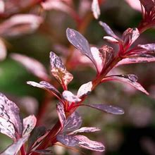 Rose Glow Barberry Shrub/Bush, 3 Gal- Pink Color That's Deer Resistant, Zone 5-8