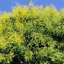 Sale Fast Growing Trees Golden Raintree Yellow Flowers 1-2 Ft.(5-6 Ft.)