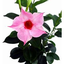 Sun Parasol Pretty Pink Brazilian Jasmine Plant - Indoors/Out - Mandevilla - 6" Pot
