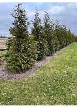 Green Giant Arborvitae Hedge | Zone 5-8 | 30 - 40 Feet | Full Sun