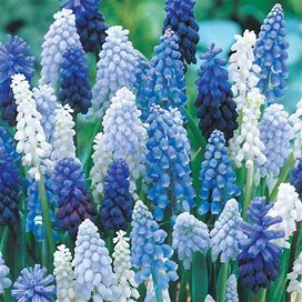 Grape Hyacinth Mixture - 25 Per Package | Blue | White | Muscari | Zone 3-8 | Fall Planting | Fall-Planted Bulbs