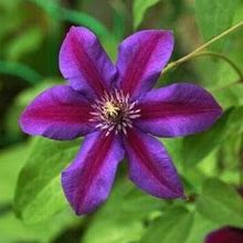 Purple Red Clematis Flower Climbing Perennial Garden Bloom 25 Fresh Seed