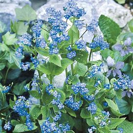 Siberian Bugloss - 1 Per Package | Blue | Brunnera Macrophylla | Zone 3-9 | Spring Planting | Shade Perennials