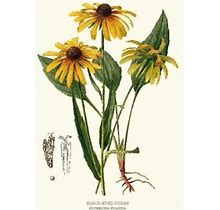 Vintage Botanical Flower Art Print: Black Eyed Susan, No Mat, Posters, By Charting Nature