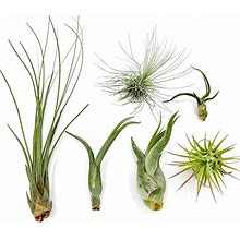 Ragnaroc Air Plants - Tillandsia Variety Pack, Regular 1-3" - 6Ct - Live Arrival Guaranteed - House Plants For Home Decor & Gift