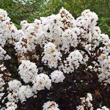 First Editions Lunar Magic Crape Myrtle - 3 Container
