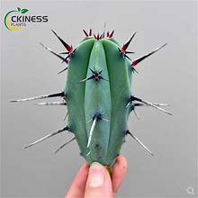 high4-6cm Cactus Plant Myrtillocactus Geometrizans Home Garden Live Plants