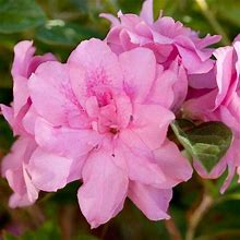 ENCORE AZALEA 3 Gal. Autumn Carnation Shrub With Ruffled Pink Reblooming Flowers