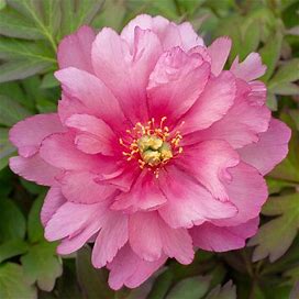 Pink Double Dandy Itoh Peony | Zone 4-9 | Pink | 24 - 30 Inches | Full Sun | Partial Shade