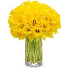 Flowers - Spring Daffodils - 40 Stems - Regular