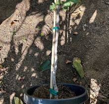 Huge 'Osborn Prolific' Fig Fruit Tree - Productive, Low Heat Requirement