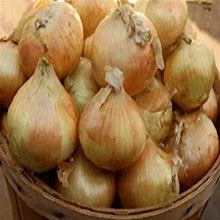 Papaw S Garden Supply Sweet Candy Intermediate Day Onion Seeds 50 Seed Count Per Pack Size 12