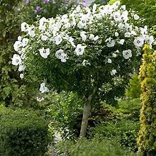 White Rose Of Sharon Tree - 2-3 ft.