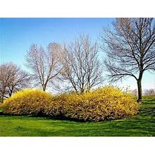 Lynwood Gold Forsythia 3 Container