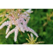 3 Gal. Peach Blossom Astilbe Live Flowering Shade Perennial Plant With Peach Pink Flower Plumes
