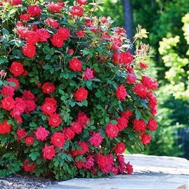 Double Knock Out® Rose, 1 Gal- Double The Petals On Double The Roses , Zone 5-8