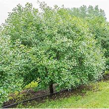 Romeo Cold Hardy Dwarf Bush Cherry Tree - Grown In A 4" Pot - Due To Regulations Can't Ship To CA, CO, ID, OR, Or WA