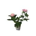 Lantana Mix 3-Plants In 3-Separate 2.25 in. Pots