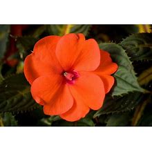1 Qt. Compact Orange Impatiens Outdoor Annual Plant With Orange Flowers In 4.7 in. Grower's Pot (4-Plants)