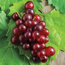 Razzmatazz Muscadine Grape Dormant Bare Root Fruiting Starter Vine (1-Pack)