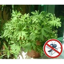 100 Citronella Brains Buster Grass Seeds No Insects Mosquitoes Repellent Plant
