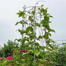 6 ft. T Bean Growing Tower