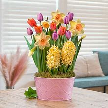Springtime Elegance Bulb Garden - 1 Per Package | Spring Planting | Garden Essentials