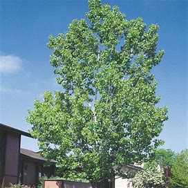 Hybrid Poplar Tree - One 3-4' Bareroot