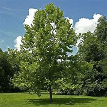 American Sycamore Tree - 5 To 6 Feet Tall - Drought-Tolerant, Fast-Growing, Shade Tree - Zone 4-9