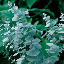 Park Seed Eucalyptus Seeds, Silver Dollar Plant, 50 Seeds Per Pack