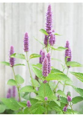 Hyssop Great Garden Herb Medicinal Aromatic By Seed Kingdom 400 Seeds