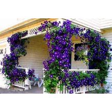 100 Pcs Blue Clematis Seeds Outdoor Plant Natural Growth Bonsai Home
