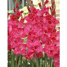 Pink Gladiolus Value Bag