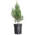 Blue Point Juniper (2.5 Quart) Evergreen Tree With Blue-Green Foliage - Full Sun Live Outdoor Plant