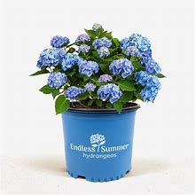 Endless Summer Hydrangea 5 Container