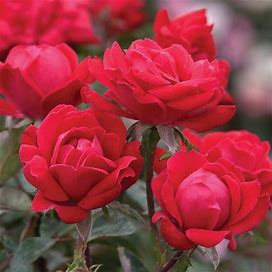 Red Double Knock Out Rose - 2 Container - Knock Out Roses