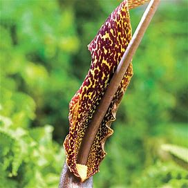 Voodoo Lily - 1 Per Package | Red | Yellow | Purple | Sauromatum Venosum | Zone 5-10 | Spring Planting | Spring-Planted Bulbs