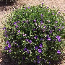 Desert Ruellia, 5 Gal- Groundcover That Offers Color To Hot, Dry Climates