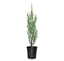 Blue Arrow Juniper - 6 Live 4 Inch Pots - Juniperus Scopulorum - Formal Evergreen Privacy Screen Trees