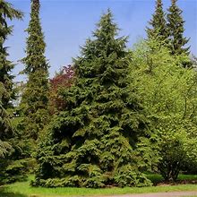 Canadian Hemlock, 1 Gal- Fast Growing Evergreen Privacy Trees, Cold Hardy