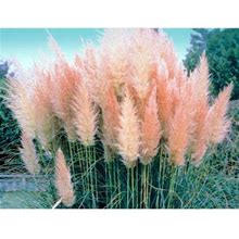 Pink Pampas Grass - Cortaderia Selloana Rosea - 2.5" Pot