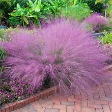 Pink Muhly Grass | Zone 6-10 | Pink | 18 - 36 Inches | Full Sun
